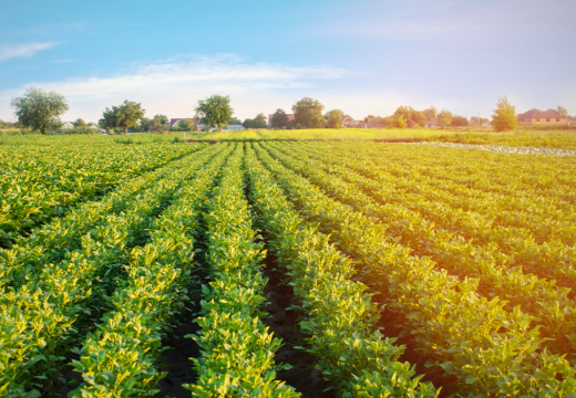 Supply of improved animal breeds to farmers